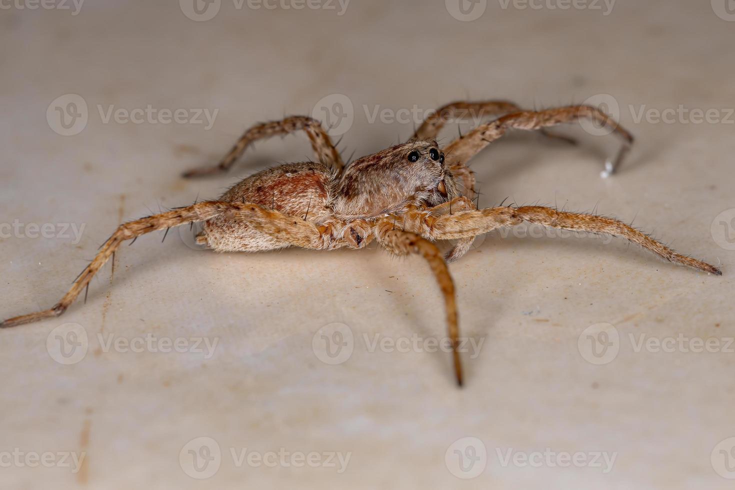 vargspindel av familjen lycosidae foto