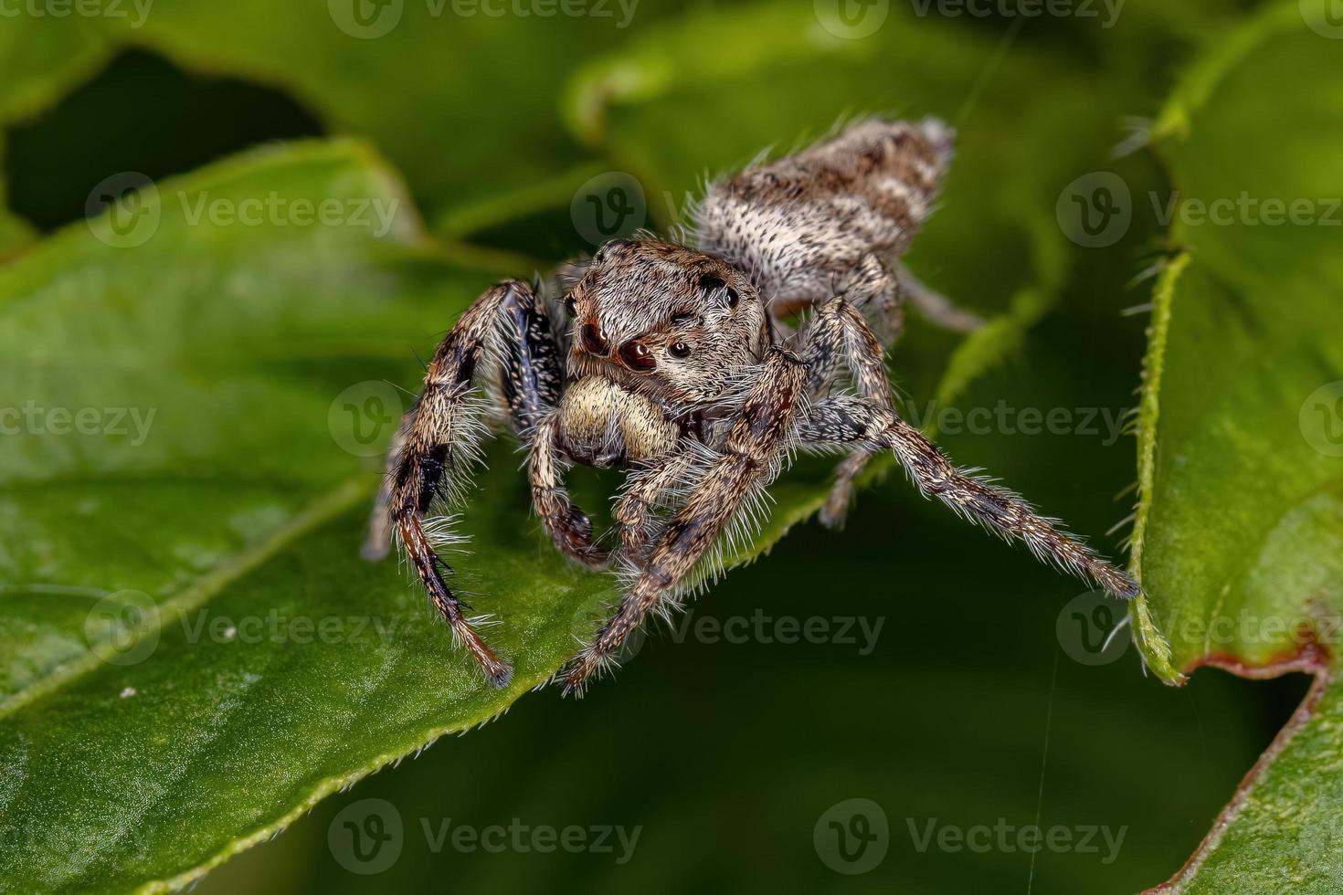 liten hoppande spindel foto