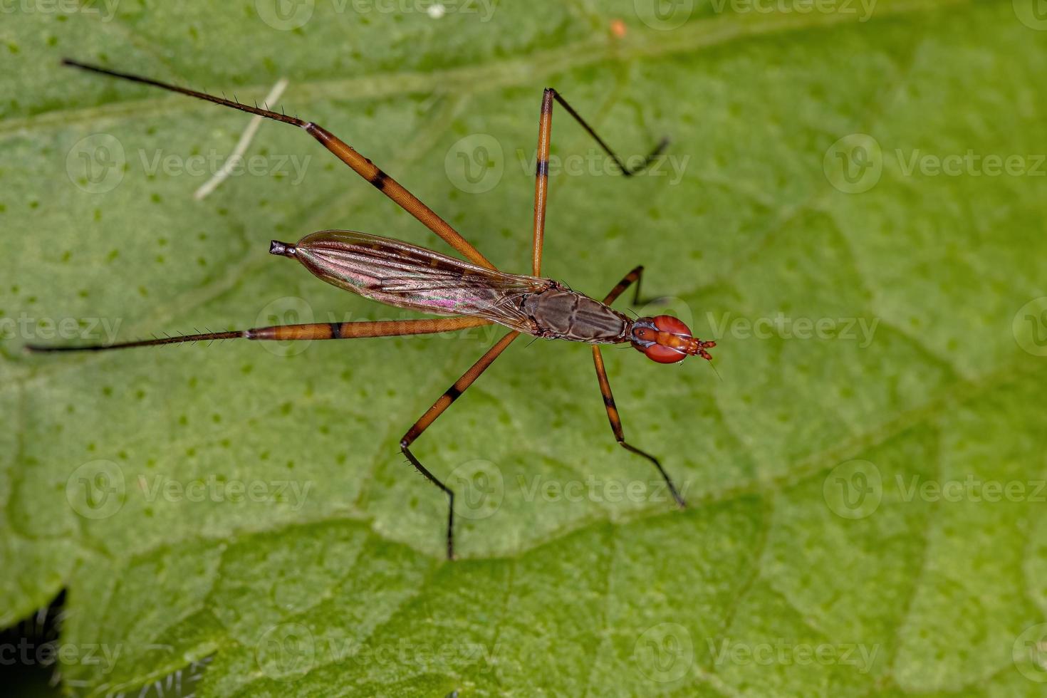 vuxen stilt-legged fluga foto