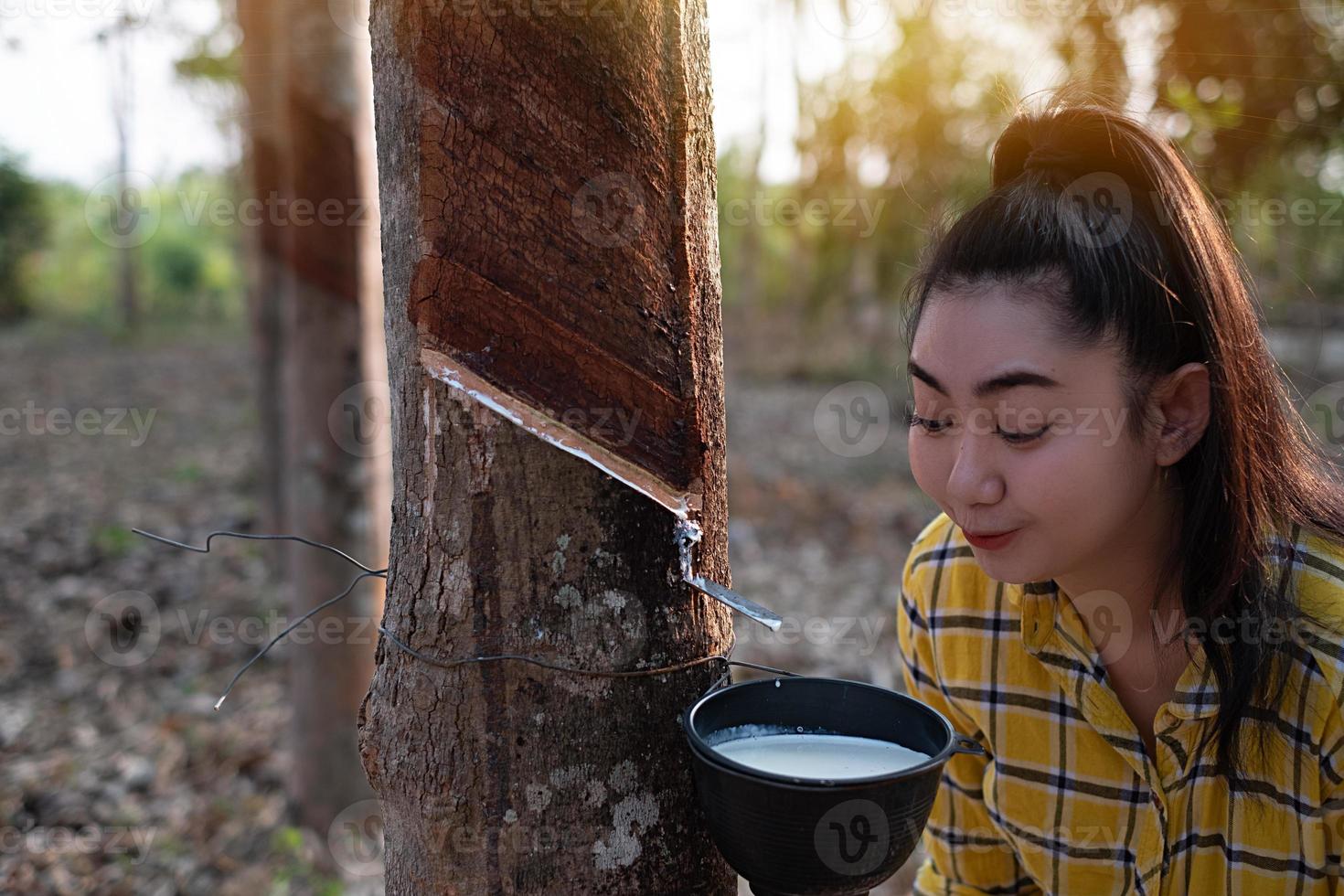 porträtt trädgårdsmästare ung asea kvinna titta på en hel kopp rå para gummimjölk av träd i plantage gummitappning form thailand, bra jordbruksprodukter foto