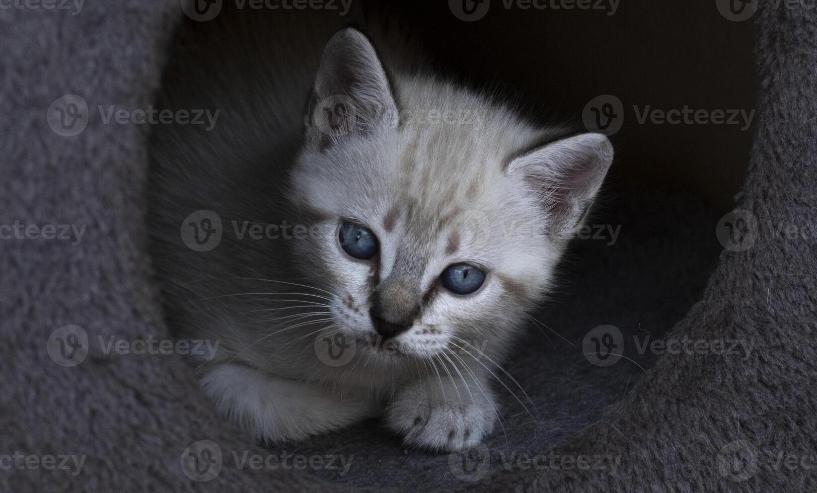 porträtt av en en månad gammal vitaktig kattunge med blå ögon, med en svart bakgrund. foto