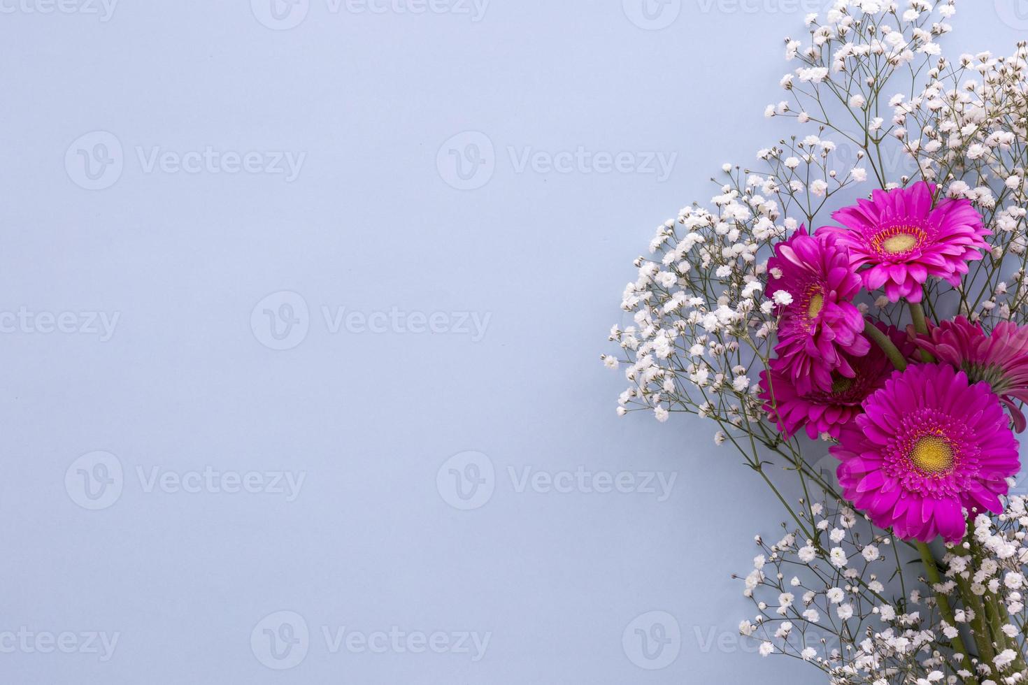 babys andetag blommor rosa gerbera blommor blå bakgrund foto