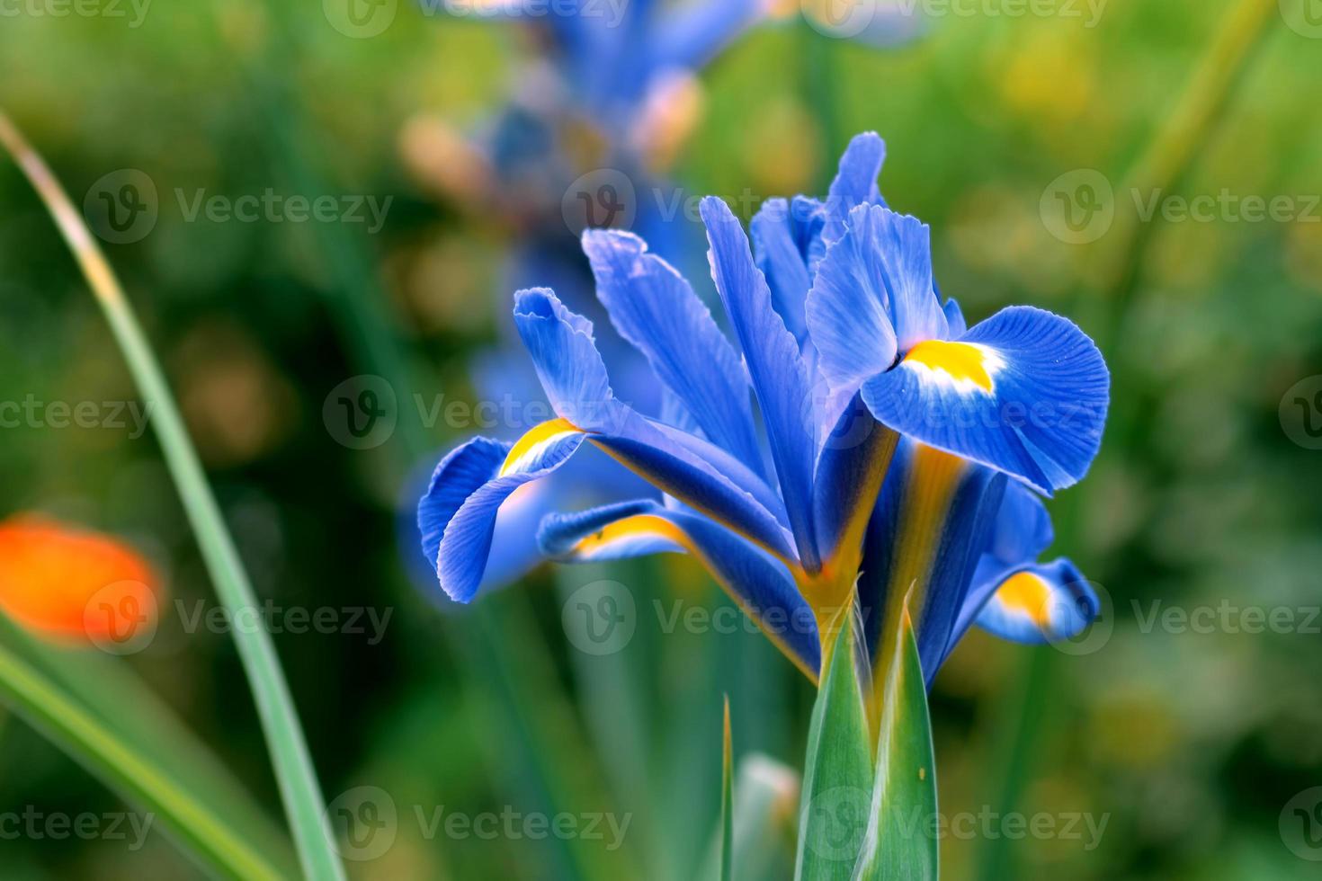 retikulerad iris.iris reticulata mörkblå vårblomma i en trädgård foto