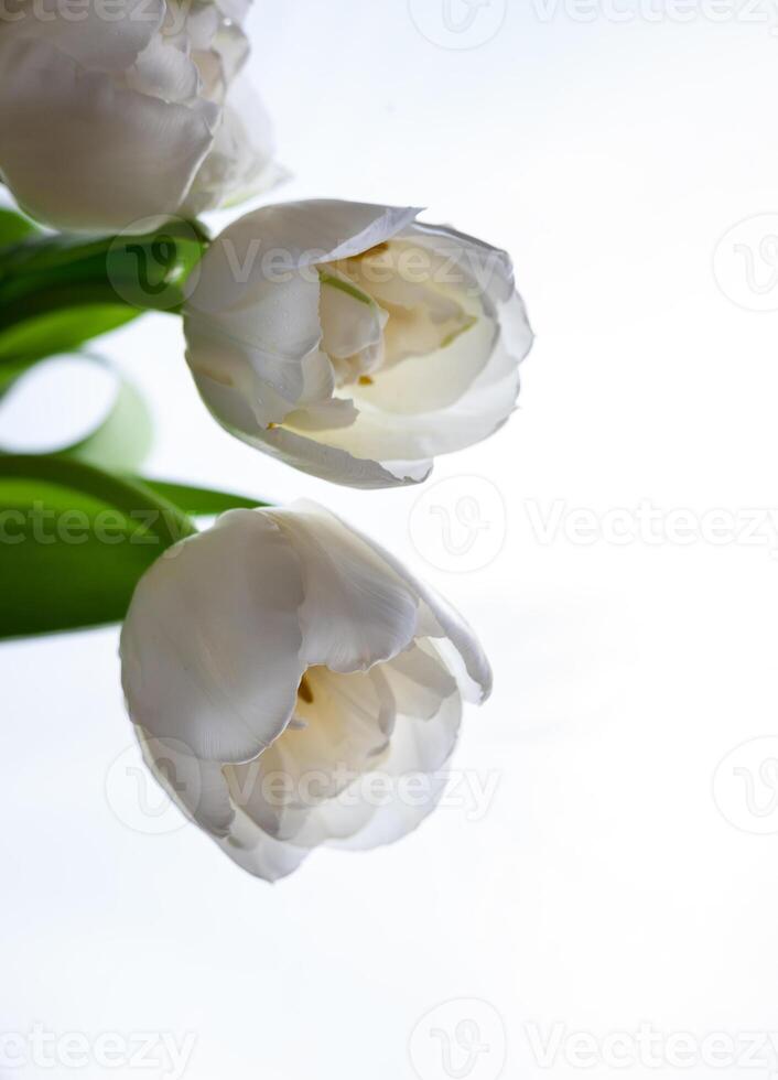vit tulpaner bukett isolerat på vit bakgrund. blomma för de ljus. knopp, stam och löv. kopia Plats. foto