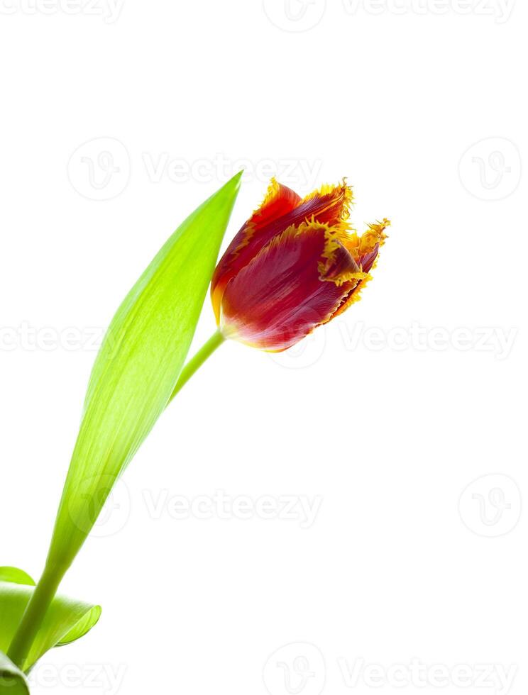 röd tulpan isolerat på vit bakgrund. frotté blomma för de ljus. knopp, stam och löv. kopia Plats. foto
