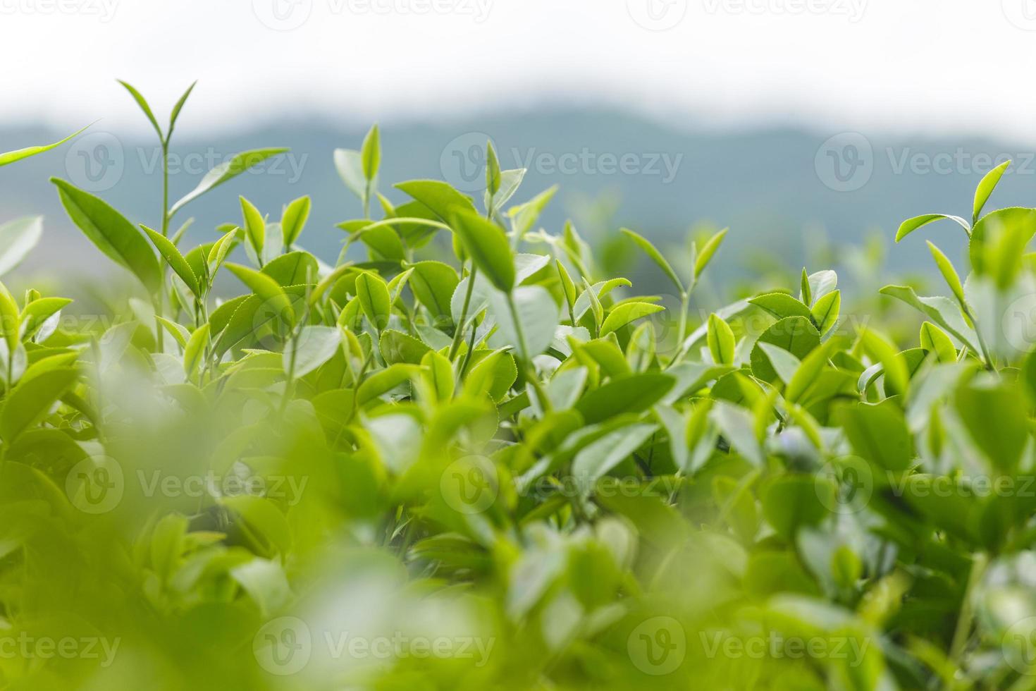 färska teblad på morgonen på teplantagefältet foto