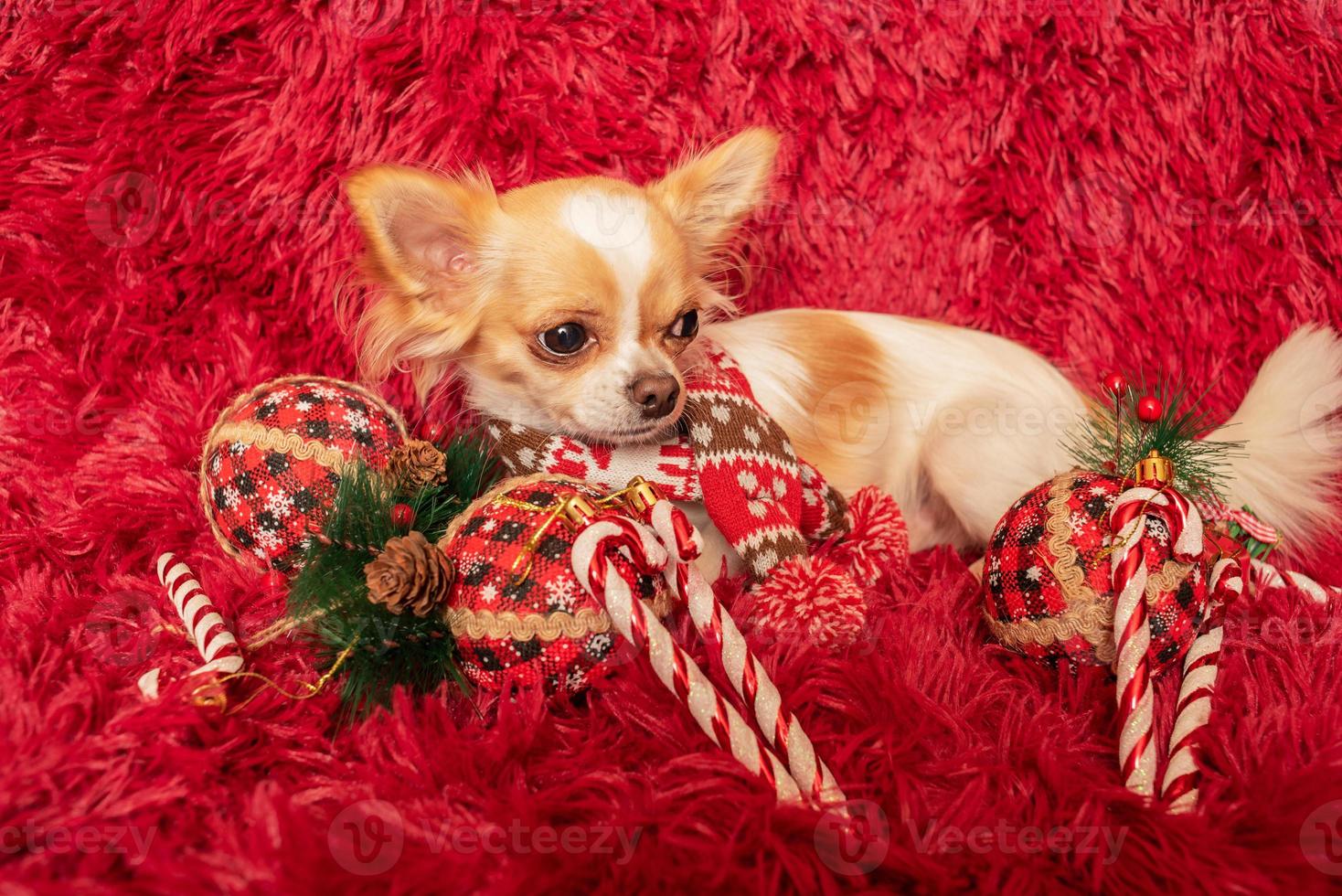 hund vit långhårig chihuahua ras mot bakgrund av en fluffig pläd och nyårs leksaker. foto