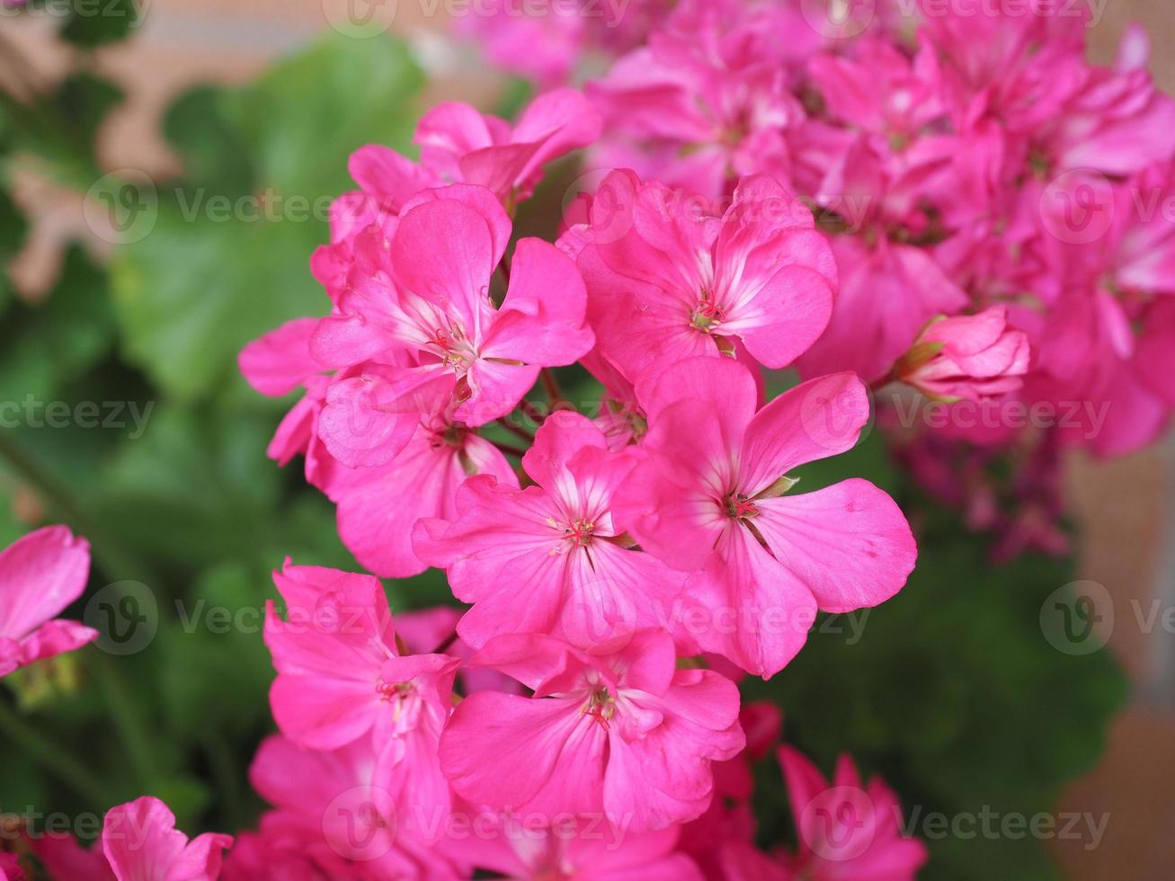 geranium geraniales växt rosa blomma foto