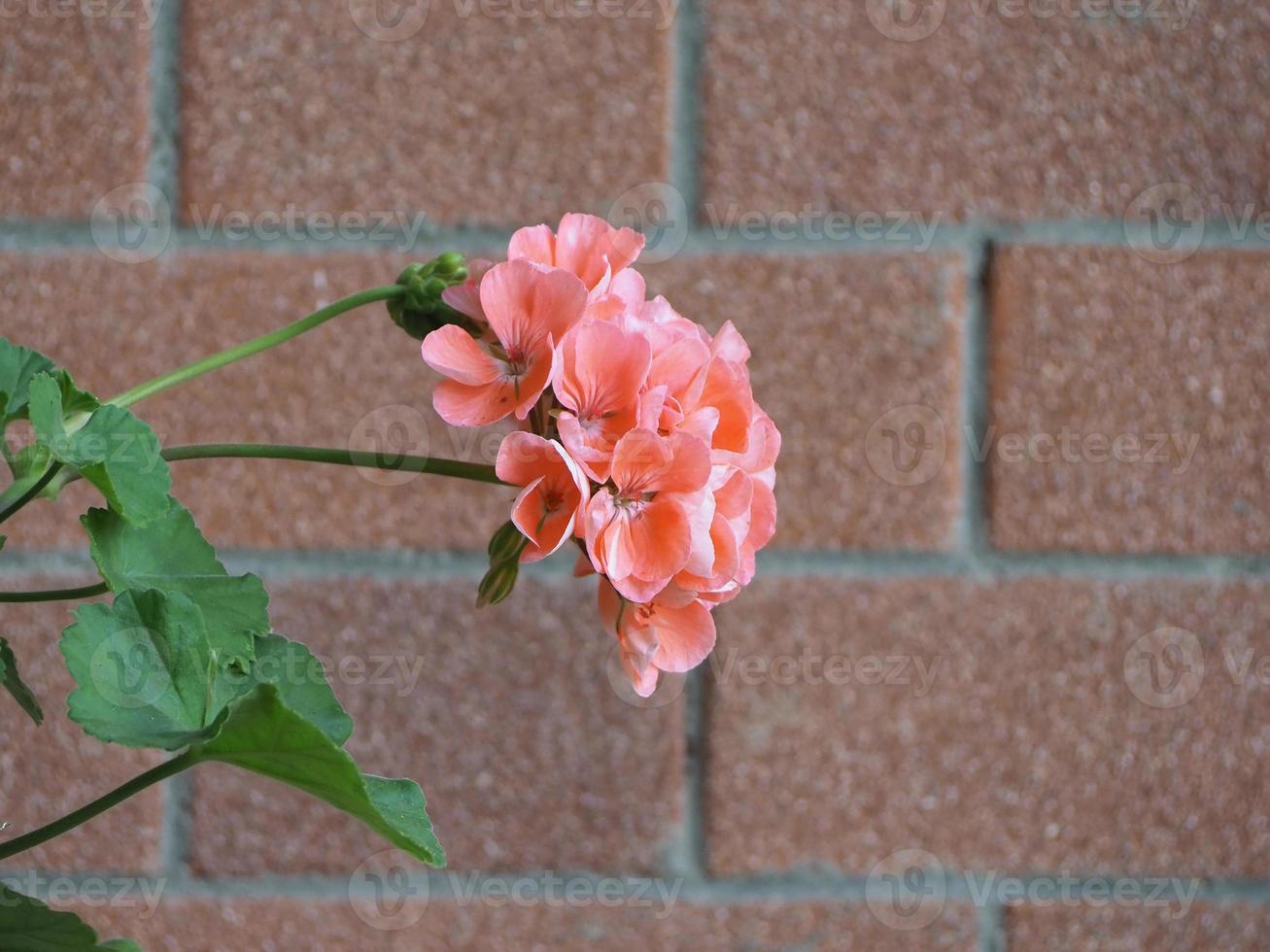 geranium geraniales växt rosa blomma foto