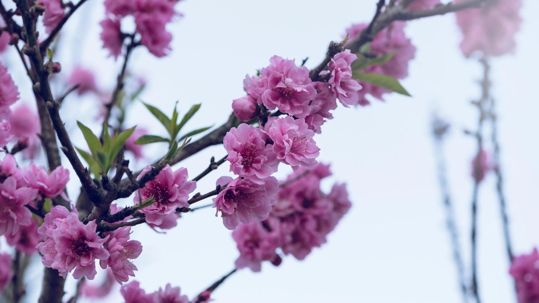 vacker blommig sakura våren abstrakt bakgrund av naturen. sakura blommor bakgrund. körsbärsblommor för påsk gratulationskort med kopia utrymme foto