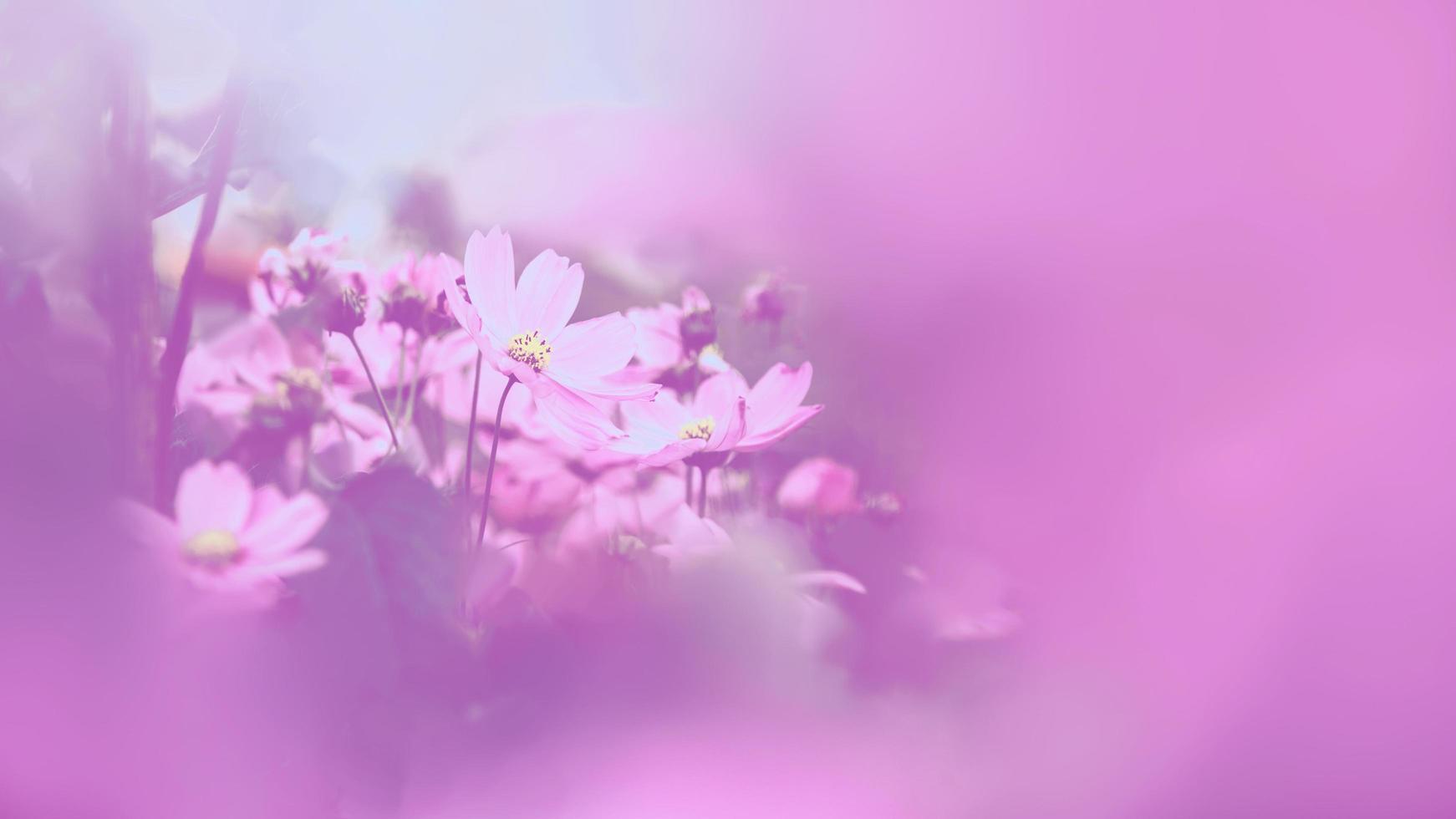 bakgrund natur blomma mexikansk aster rosa. bakgrund blomma oskärpa. tapet blomma, utrymme för text. svavelkosmos. rosa kosmos. foto