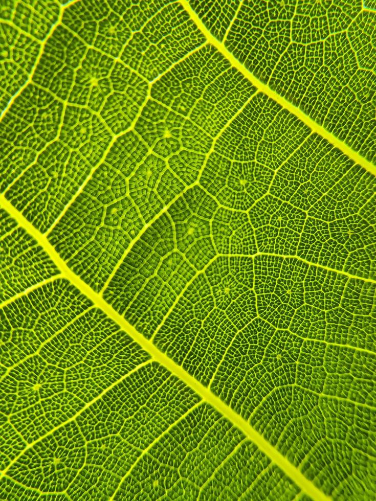 detaljbilden av ett blad. makrobild för designeffekt. ven, mittribba och blad på nära håll. foto