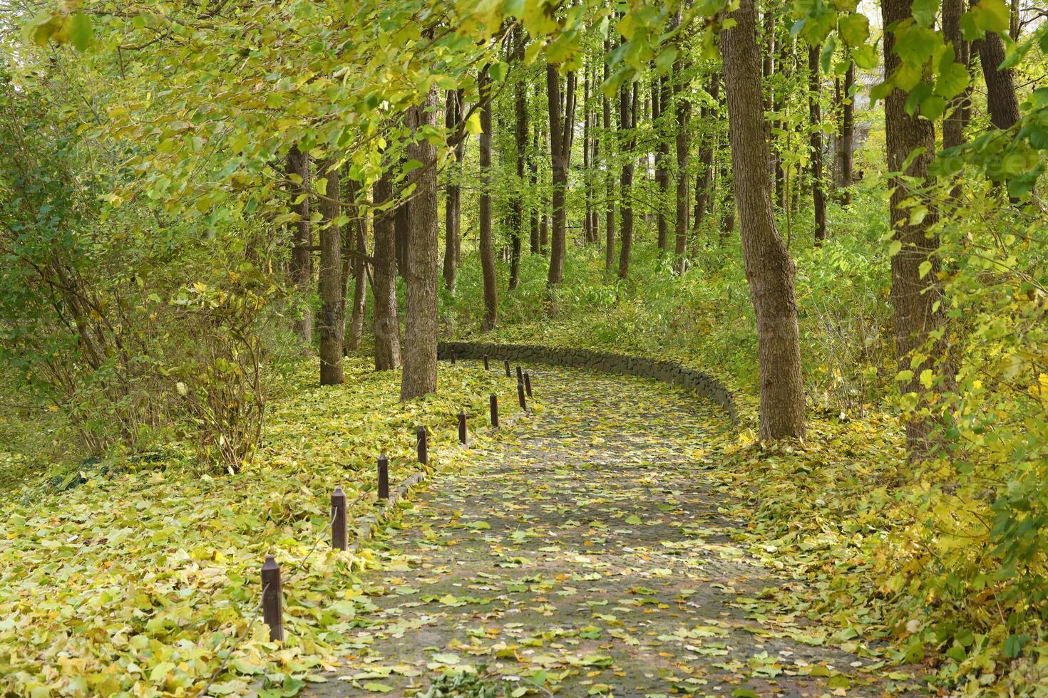 skön natur höst landskap. landskap se på höst stad parkera med gyllene gul lövverk i molnig dag foto