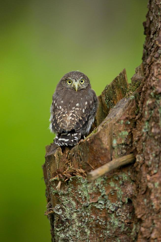 eurasisk pygméuggla foto