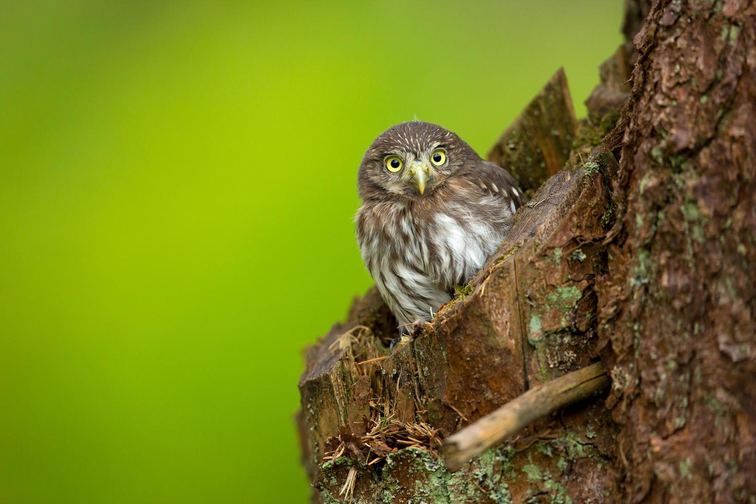 eurasisk pygméuggla foto