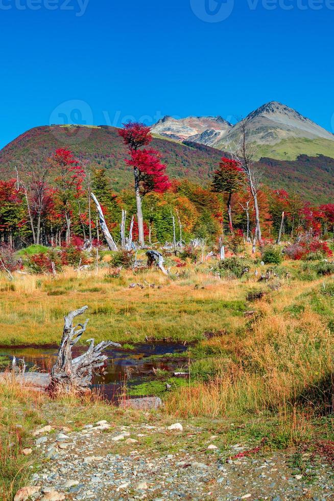 utsikt över magiska australiska skogar, torvmossar och höga berg i tierra del fuego nationalpark, patagonien, argentina, gyllene höst och blå himmel foto