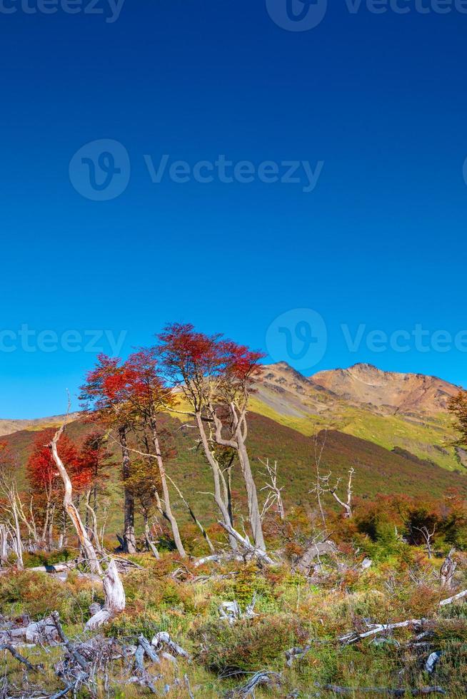utsikt över magiska australiska skogar, torvmossar och höga berg i tierra del fuego nationalpark, patagonien, argentina, gyllene höst och blå himmel foto