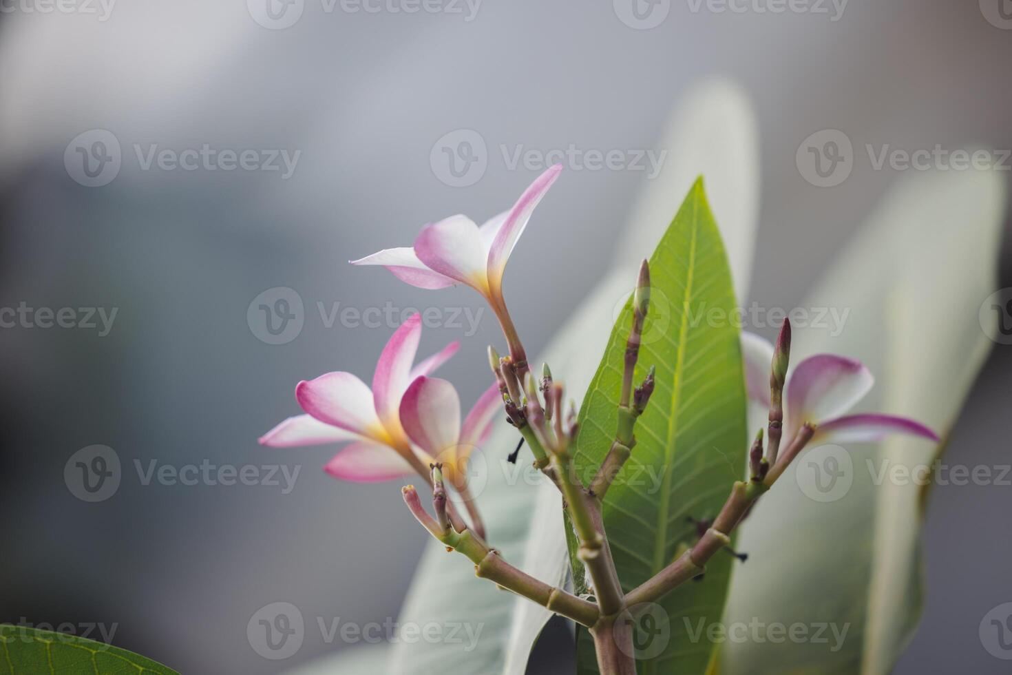 plumeria blommor på de träd i de trädgård.selektiv fokus. en stänga upp av en blomma med en suddigt bakgrund foto