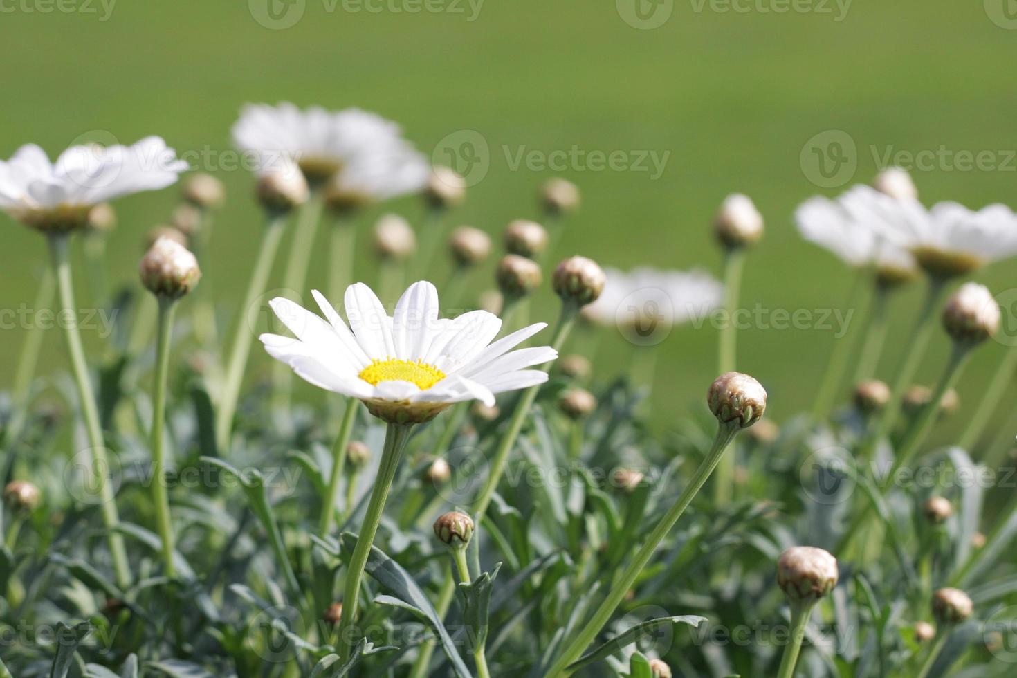 tusensköna blomma närbild foto