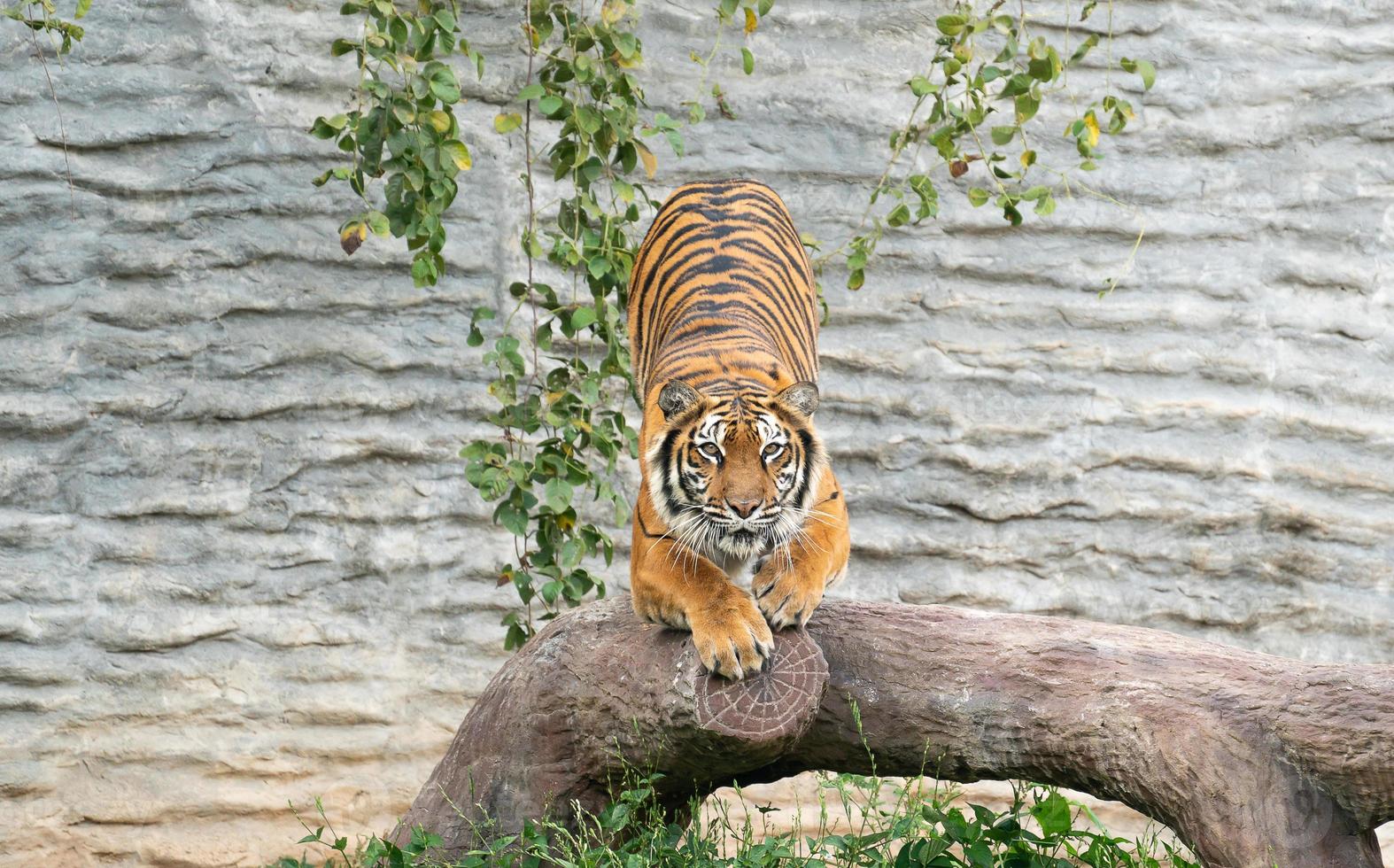 bengalisk tiger i djurparken foto