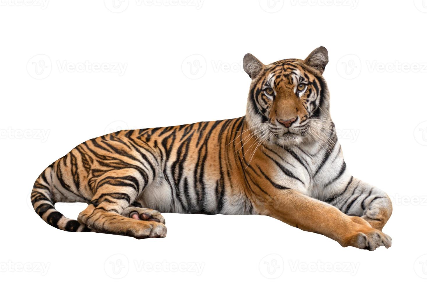 kvinnlig bengal tiger liggande isolerade foto