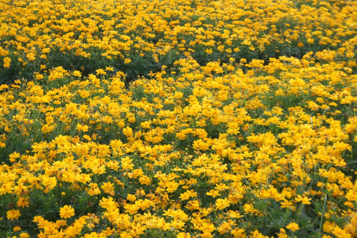 fält blommor blomning skönhet natur i trädgård foto