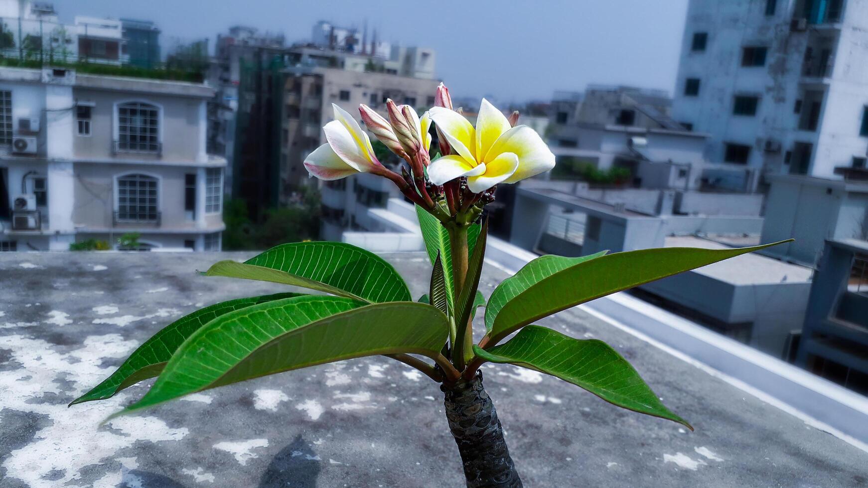 gul plumeria grenar av en blommande träd foto