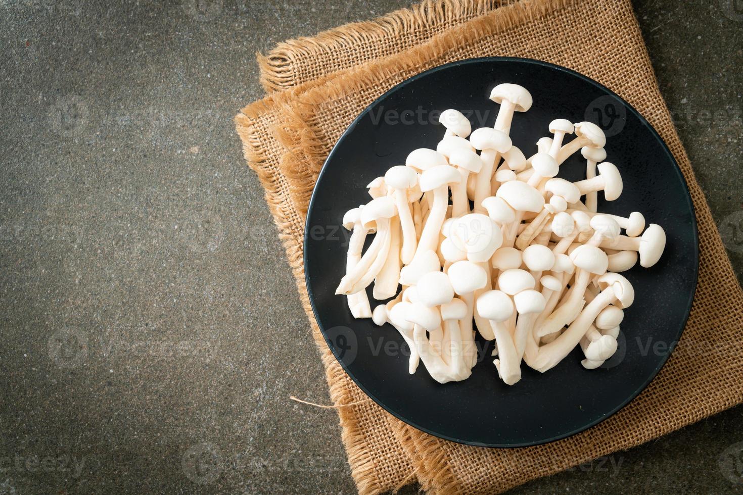 vit boksvamp eller vit reishi-svamp foto