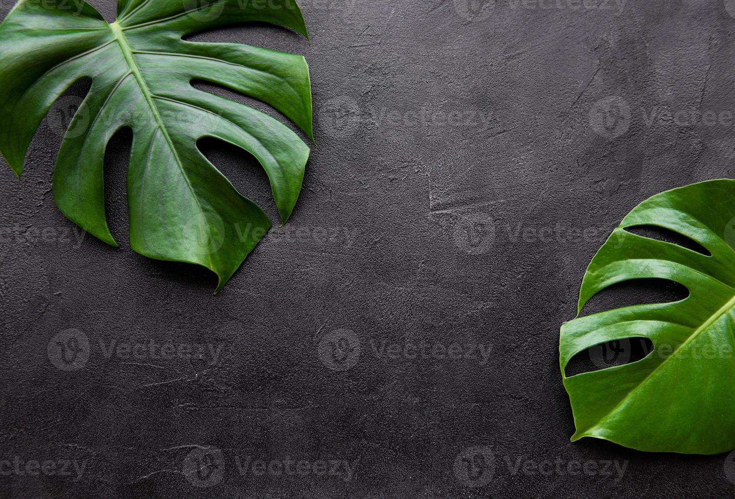 tropiska löv monstera foto