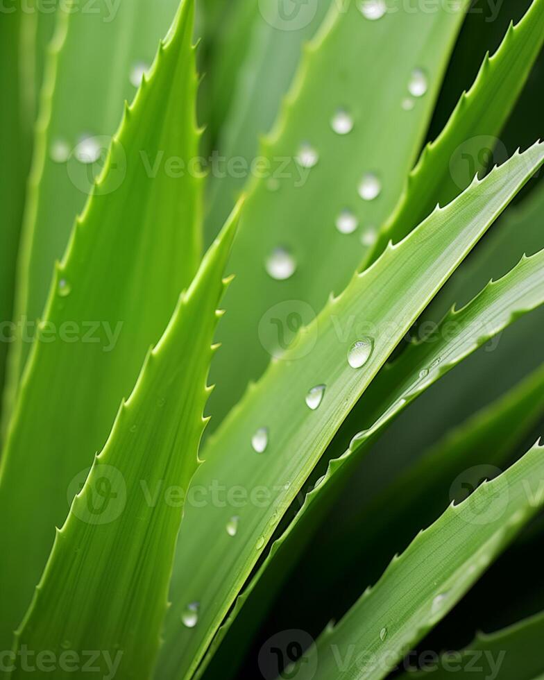 ai genererad aloe vera växt med färsk grön löv och droppar, naturlig botemedel från en växt begrepp, generativ ai foto