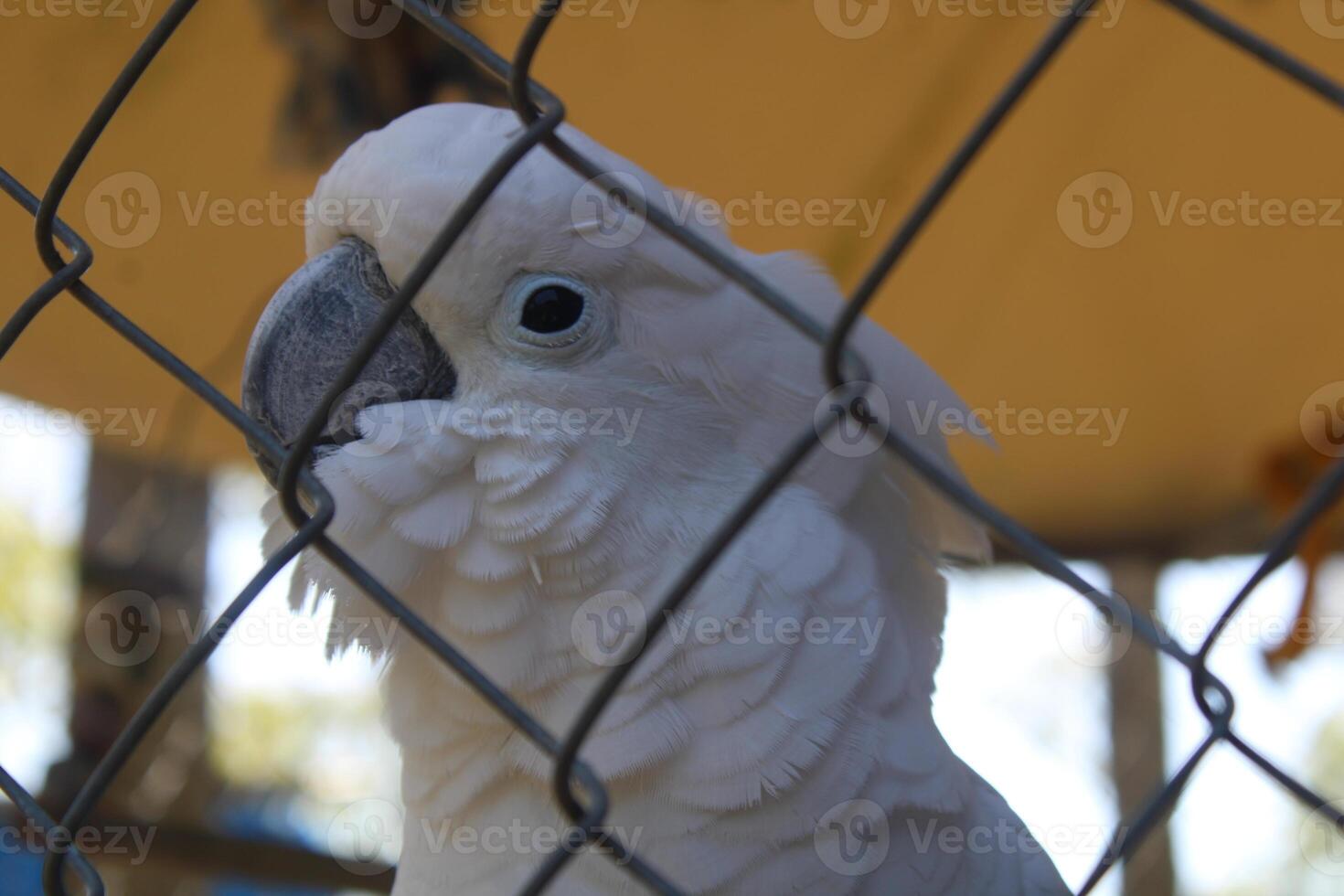 vänlig vit kakadua fågel i en bur på en petting Zoo foto