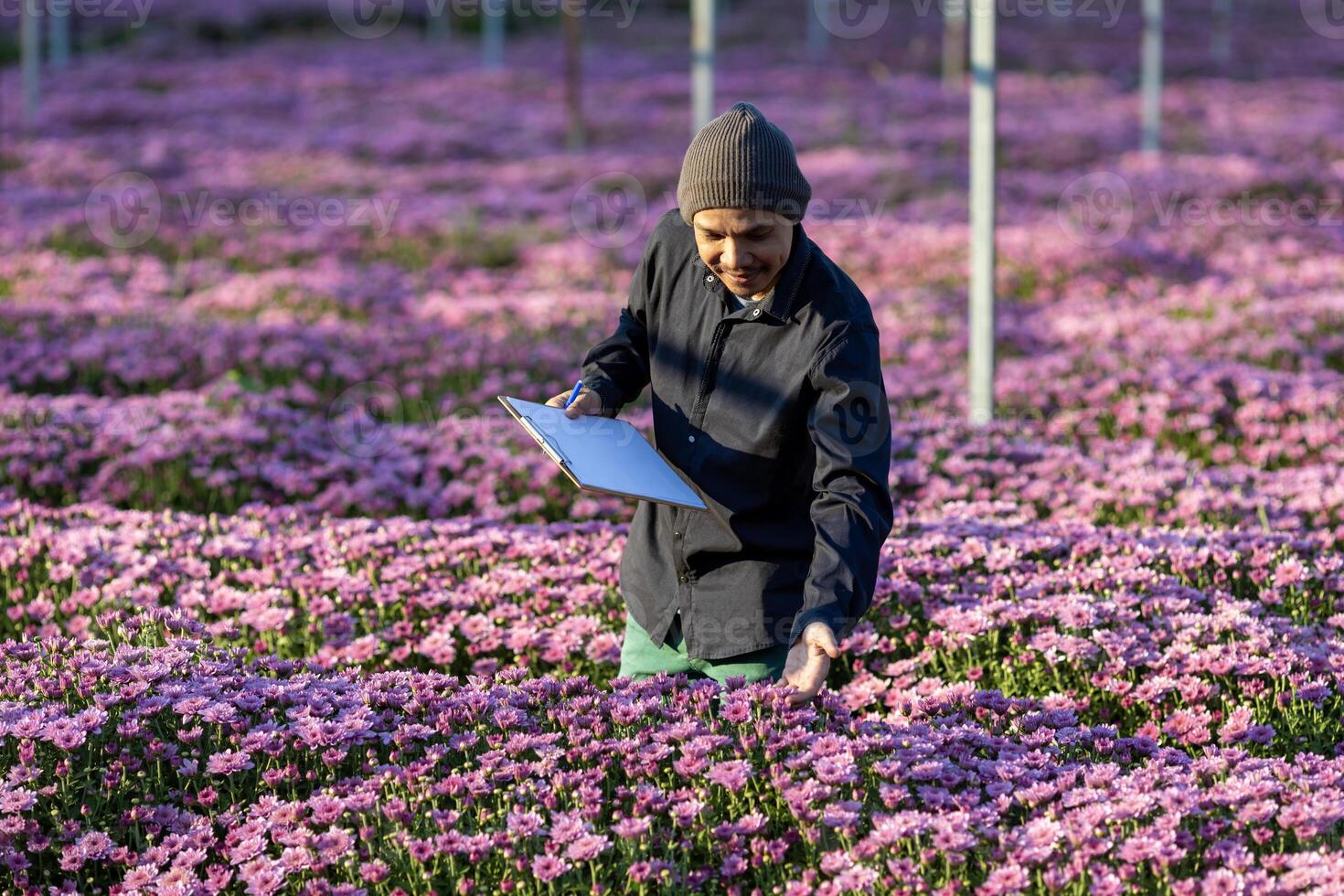 asiatisk jordbrukare är tar notera använder sig av klämma styrelse på de tillväxt och hälsa av rosa krysantemum medan arbetssätt i hans lantlig fält bruka för medicinsk ört och skära blomma begrepp foto