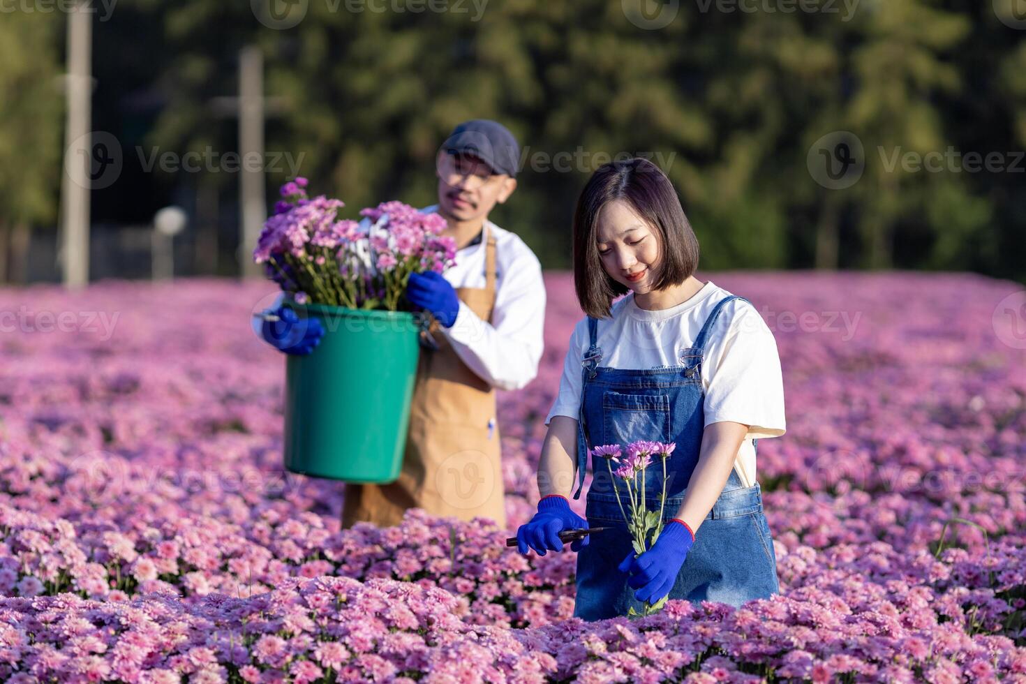 team av asiatisk jordbrukare och blomsterhandlare är arbetssätt i de bruka medan skärande lila krysantemum blomma använder sig av sekatör för skära blomma företag för död- rubrik, odling och skörda säsong foto