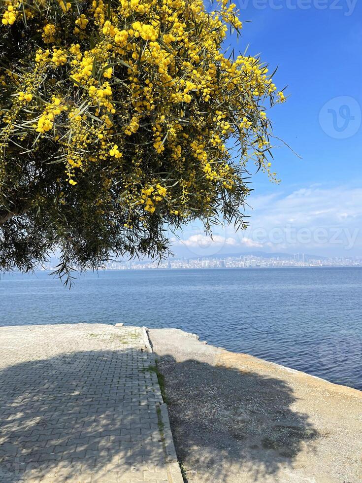 gul blommande träd mot de bakgrund av de bosphorus och istanbul foto