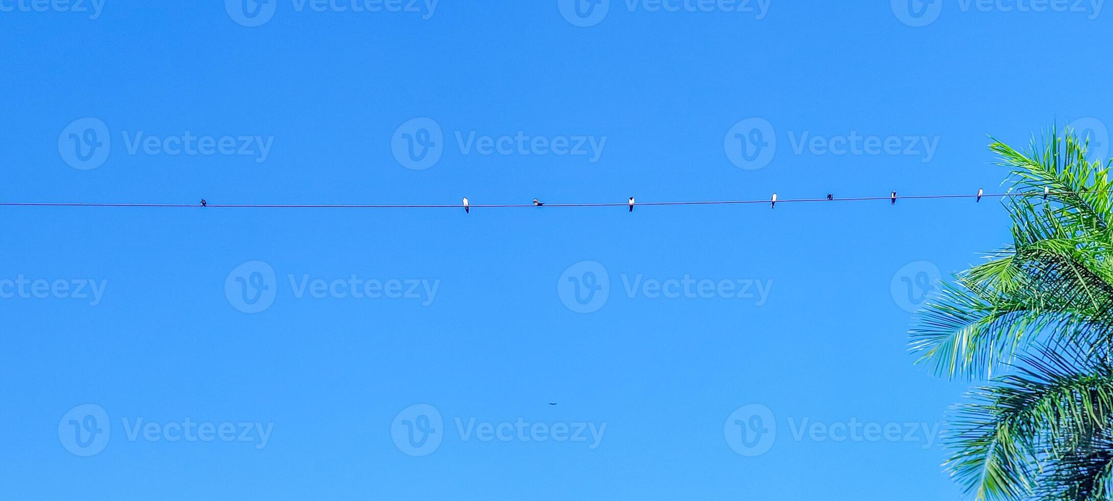 fåglar hängande från elektrisk trådar på en solig dag och blå himmel foto