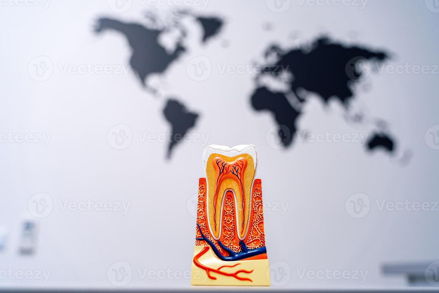 en tand modell med en värld Karta bakgrund. en modell av en tand med en Karta av de värld i de bakgrund foto