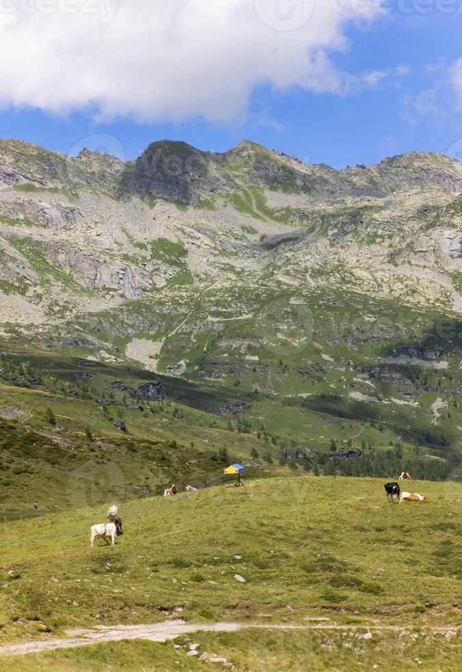 en besättning av kor betning i de bergen foto