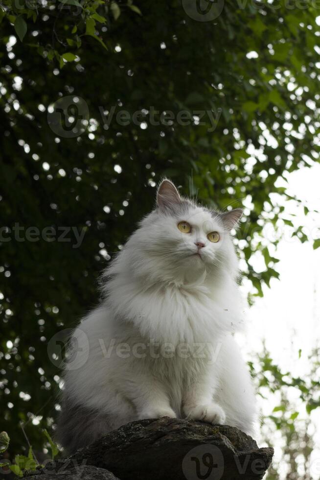 en vit katt Sammanträde på en sten i främre av en träd foto