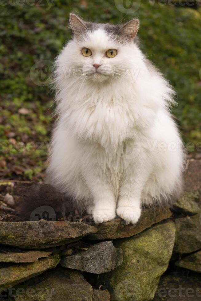 en vit katt Sammanträde på en sten foto