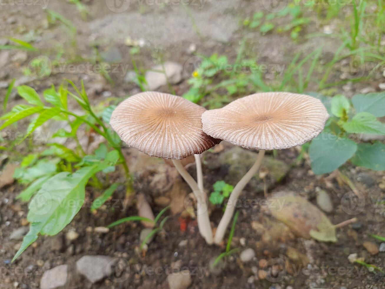 coprinellus micaceus är en saprotrofisk arter, härleda näringsämnen från död- och sönderfallande organisk materia, och växer i och runt om stubbar eller loggar av bredbladig träd eller bifogad till begravd trä foto