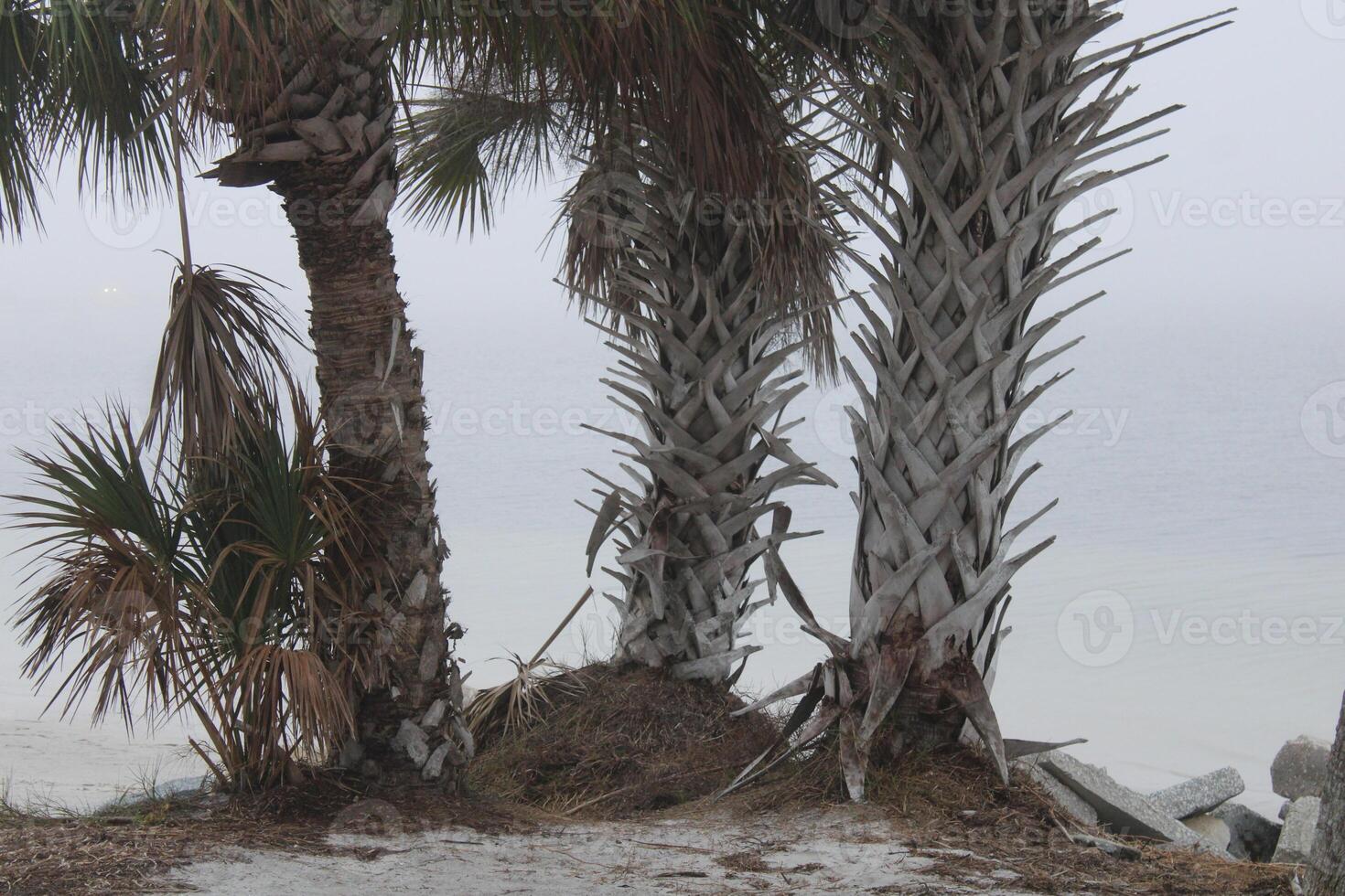 landskap runt om fred howard parkera i tarpon fjädrar florida foto