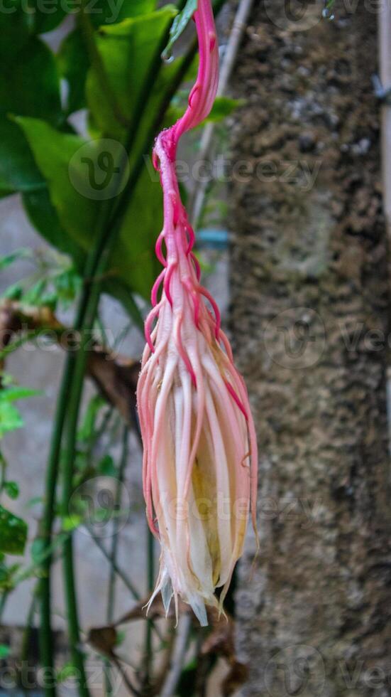 wijaya kusuma blomma eller drottning av de natt blomma foto