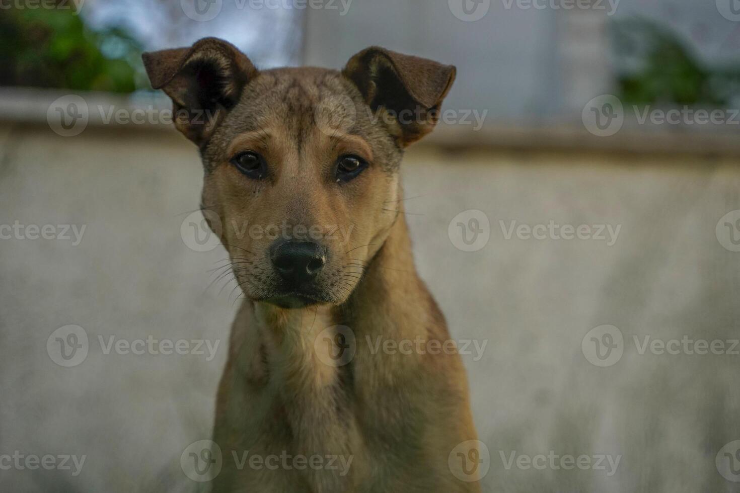 luffare hund av istanbul gata porträtt foto