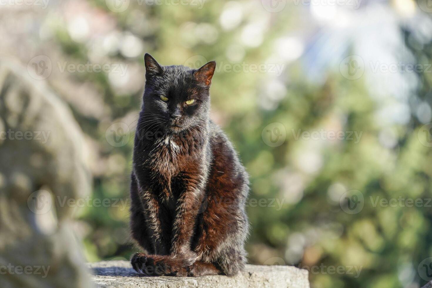 herrelös katt av istanbul gata porträtt foto