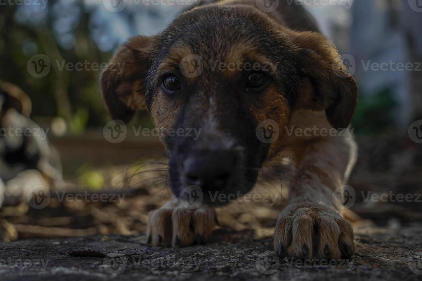 luffare hund av istanbul gata porträtt foto