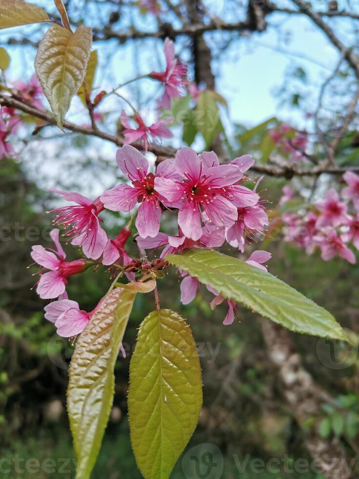 sakura rosa blomma blomma på träd bakgrund foto