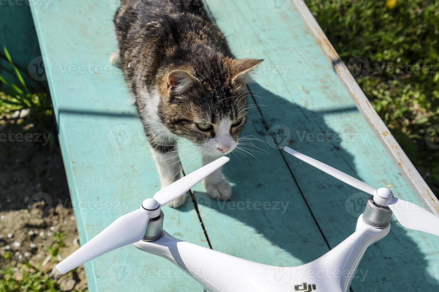 de katt sniffar de Drönare dji Spöke 4. överraskning de djur- med en ny grej. quadrocopter och sällskapsdjur. katt och Drönare. foto