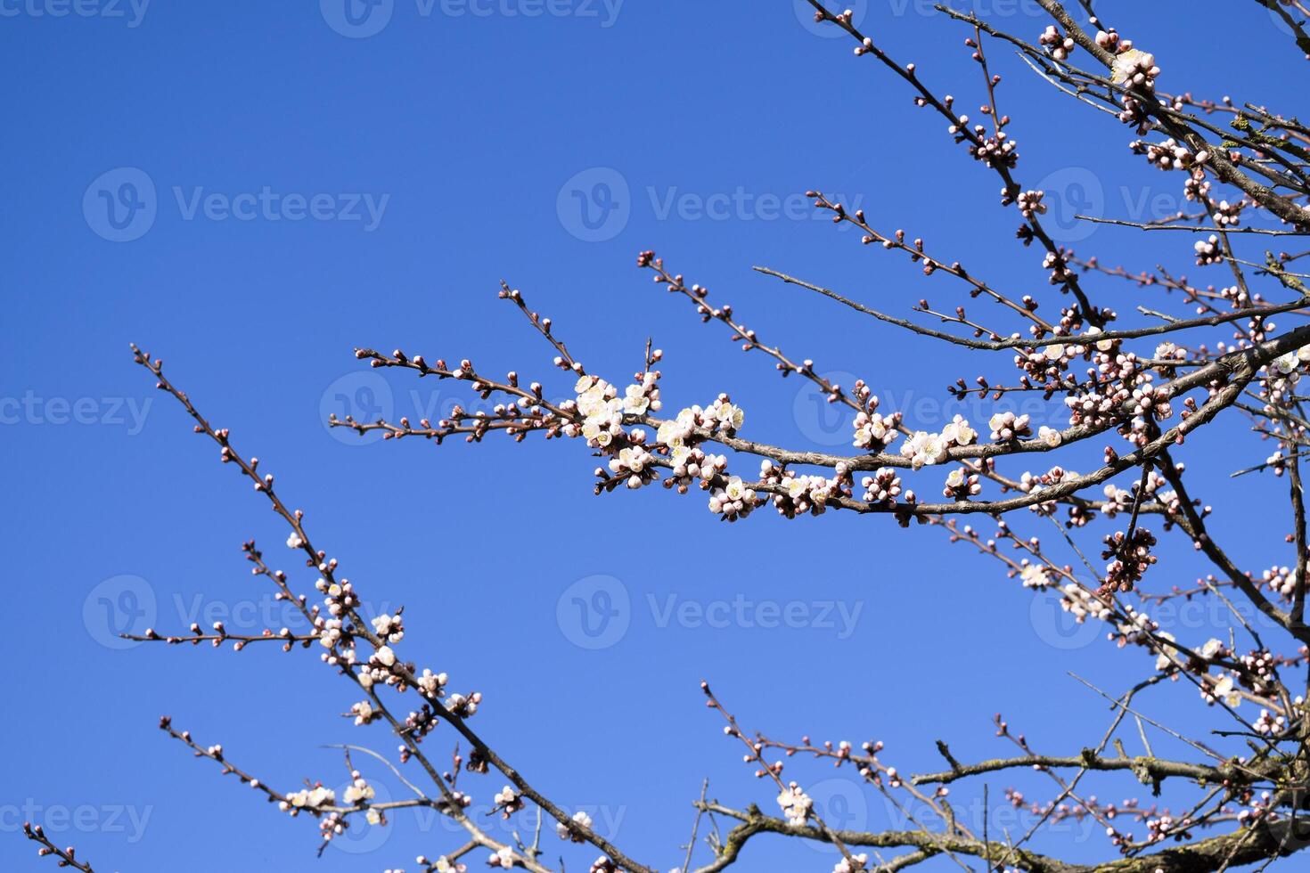vår blommande träd. pollinering av blommor av aprikos. blomma foto