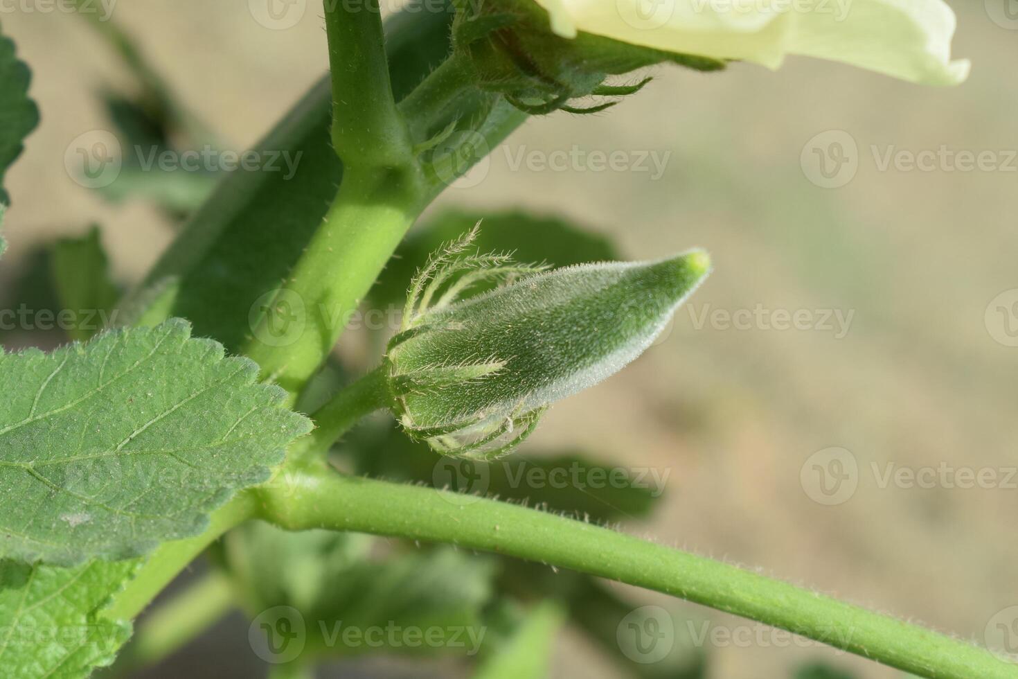 en blomma knopp på en växt med grön löv - ladyfinger växt foto