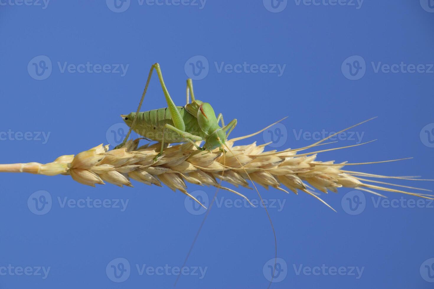 isofia. gräshoppa är ett isofi på en vete spikelet. isofia en foto